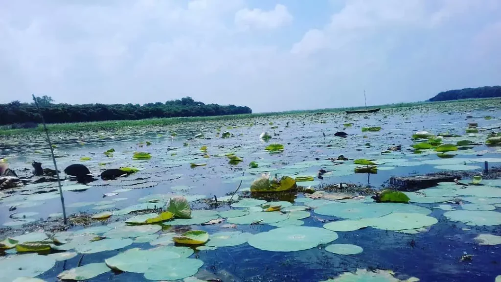 Reflecting Waters of Kanwar Lake - Natural Beauty
