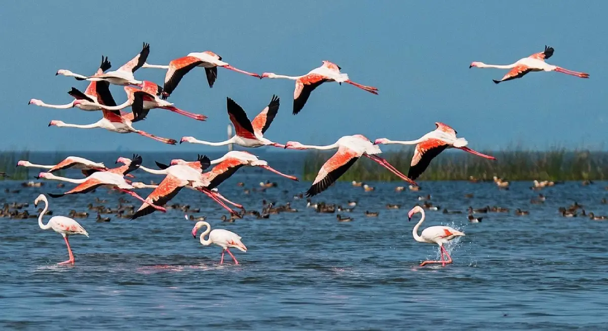Migratory Birds at Kanwar Lake - Wildlife Haven