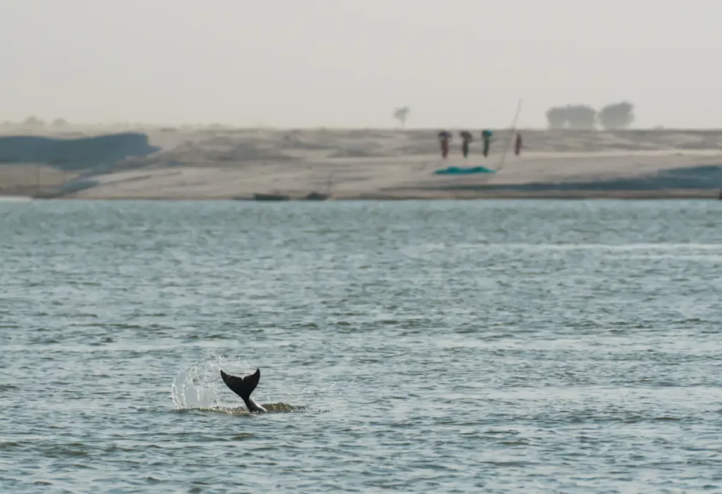 Dolphin Safari at Vikramshila - Wildlife Adventure